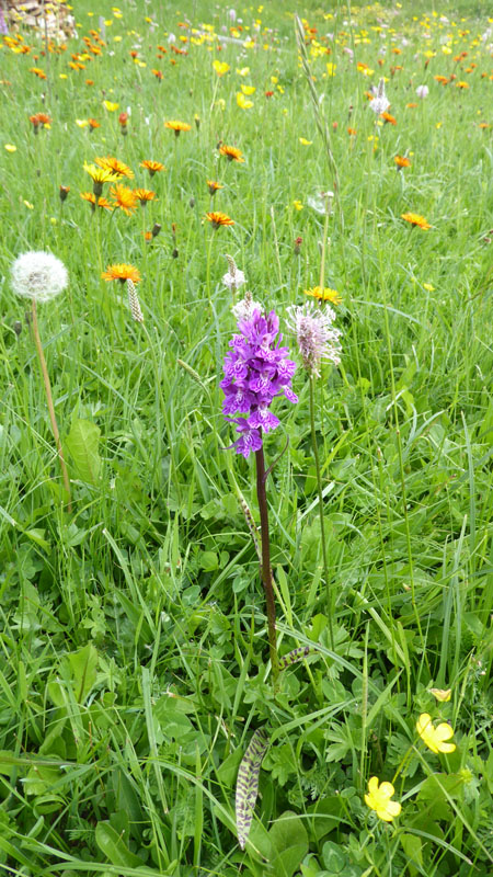 quale Dachtylorhiza ?......Passo Staulanza